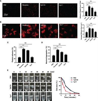 The Outer Membrane Lipoprotein Tp0136 Stimulates Human Platelet Activation and Aggregation Through PAR1 to Enhance Gq/Gi Signaling